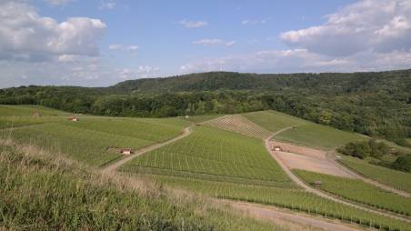 Weinberge in Neckarsulm